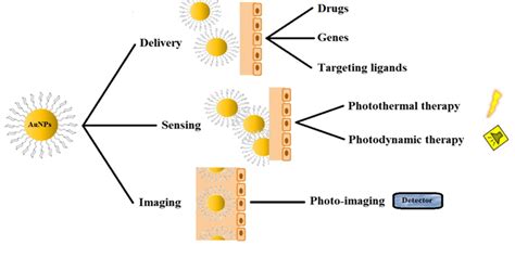 Tailored Gold Nanoparticles For Cancer Imaging And Therapy Materials International