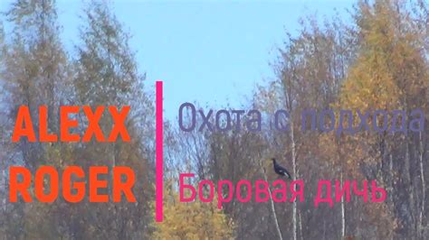 Охота на боровую дичь. Боровая С подхода 2020. - YouTube