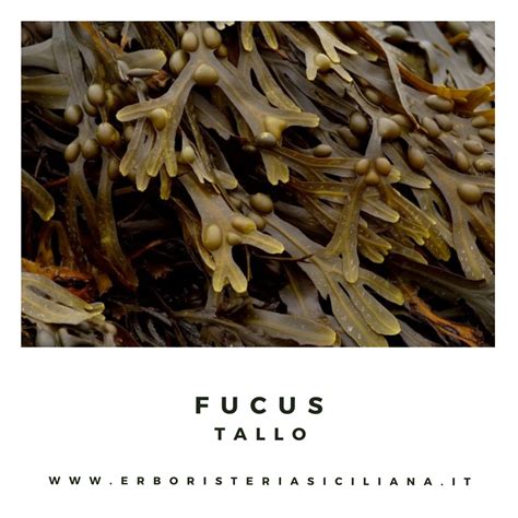 Fucus Tallo O Quercia Marina Erboristeria Siciliana