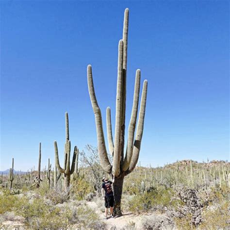 Saguaro Cactus Carnegiea Gigantea 130mm The Jungle Collective