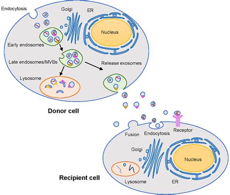 Biogenesis And Secretion Of Exosomes Exosomes Are Originated From