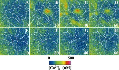 Intercellular Ca 2 Concentration Ca 2 I Response To Atp In Aecs