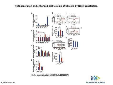 Ros Generation And Enhanced Proliferation Of Gs Cells By Nox1 Transfection Ros Generation And