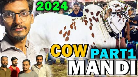 Cow Mandi 2024 Bhata Chowk Rawalpindi 2024 Rates Scenes 2024 Cow