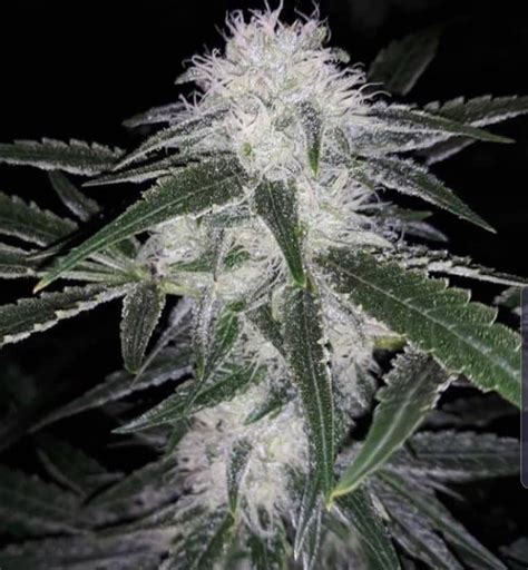 Strawberry Cough Seeds Feminized Strawberry Cough Strain Cannabis