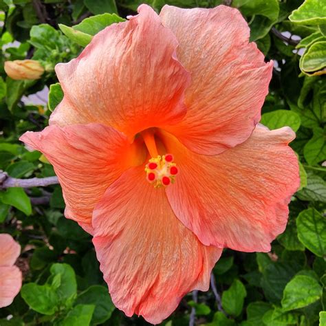 Hibiscus Flower Coral Free Photo On Pixabay