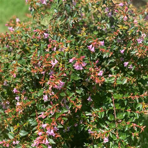 Ed Goucher Abelia | Lilac Flowers - PlantingTree