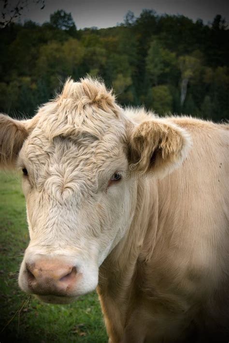 Beautiful Head Shot Of A Charolais White Bull Stock Photo Image Of