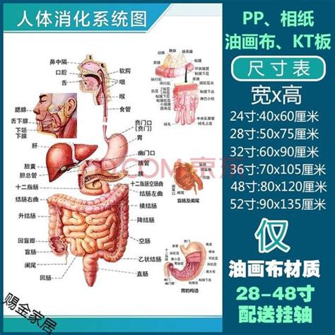 人体构造器官图解4配图网