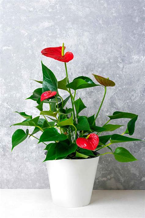 How To Grow And Care For Anthurium Houseplants Laceleaf