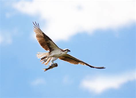 How Much Weight Can A Hawk Carry