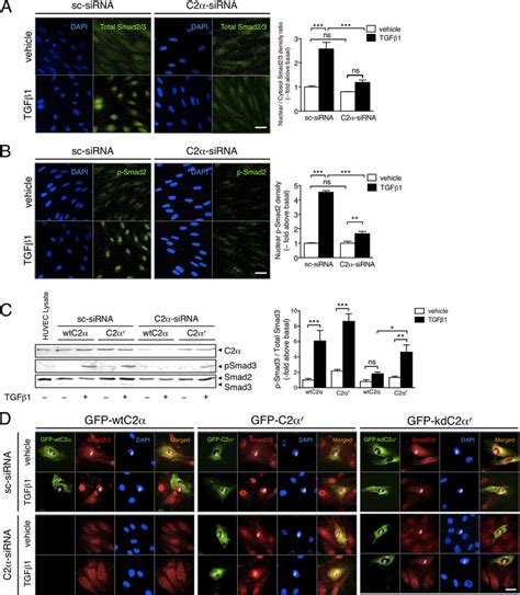 TGF1 Induced Nuclear Translocation Of Smad2 3 Depends On PI3K C2 In EC