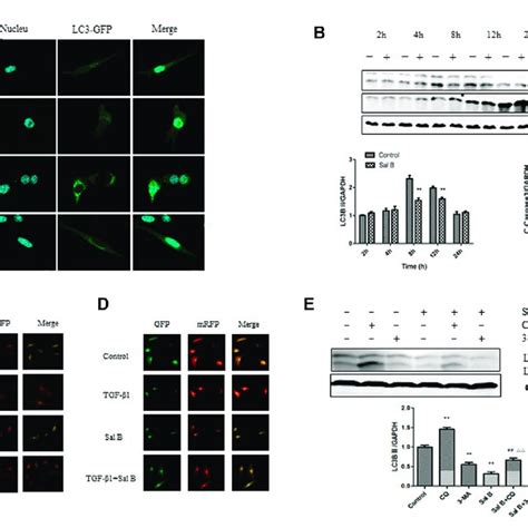 Sal B Inhibits The Formation Of Autophagosomes And Autophagic Flux