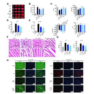 Combined Therapy With Aspirin And Gastrodin Alleviates Cardiac