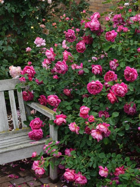 12 Tips For Designing Beautiful Rose Beds Hgtv