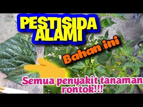 CARA MEMBUAT PESTISIDA ALAMI DARI BAHAN SEDERHANA DAN MUDAH DIDAPAT