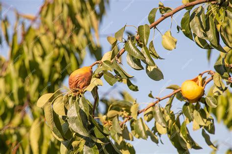 Premium Photo Pears On The Tree Begin To Rot