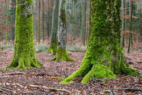 Using the SEEA for effective environmental policy - IDEEA