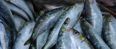 Pesca da sardinha prolongada até ao fim do ano Postal do Algarve