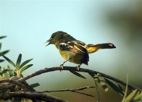 Canto Iora Salvaje Pájaro Fauna Foto gratis en Pixabay Pixabay