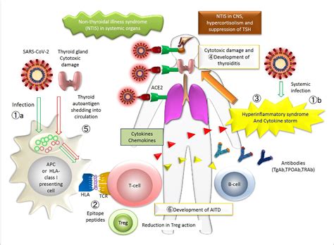 Figure 1 from Coronavirus Disease 2019 and the Thyroid - Progress and ...