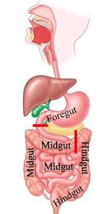 3 Foregut Flashcards Quizlet