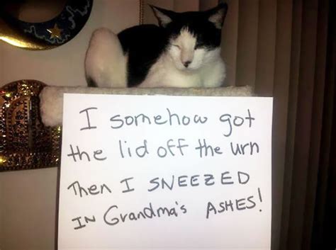 Cats Who Got Called The Fuck Out
