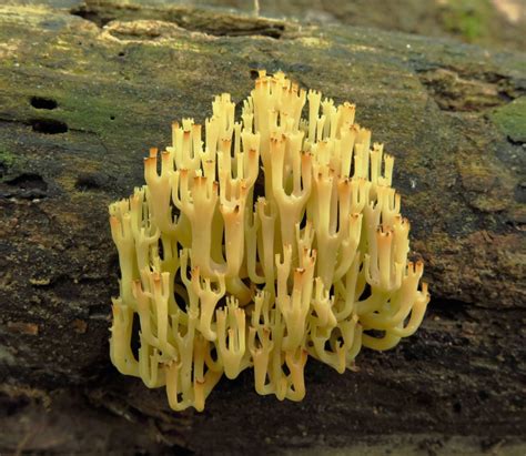 Crown Tipped Coral Hot Springs National Park Arkansas Fungi