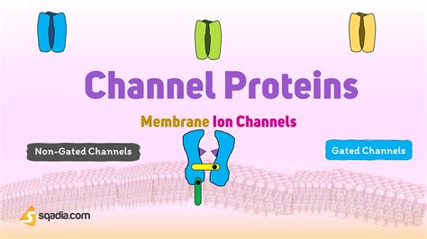 Membrane Ion Channels - Channel Proteins