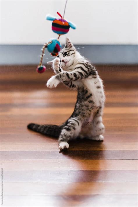 Kitten Playing With Toy By Stocksy Contributor Samantha Gehrmann In