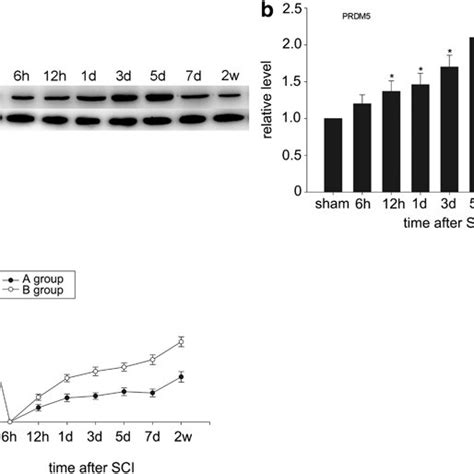 The Expression Changes Of PRDM5 Over Time Following Spinal Cord And