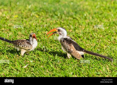 Male and female Red-Billed Hornbill (Tockus erythrorhynchus) in the grounds of the Senigambia ...