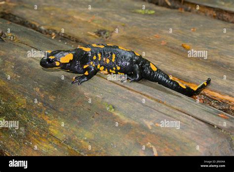 White Spotted Salamander Dangerous