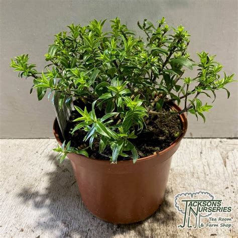 Buy Hebe Garden Beauty White Shrubby Veronica In The UK