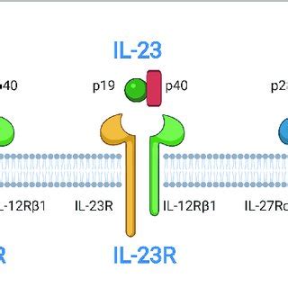 | Structures of interleukin-12 (IL-12) and IL-6 cytokine families and ...