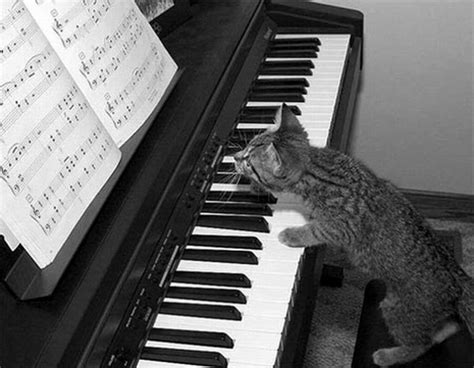 Funny Picture Of The Day 34 PICS Funny Pictures Cat Playing Piano