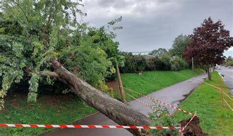 Sabl Sur Sarthe Dix Arbres Vont Tre Abattus Route Du Mans Une