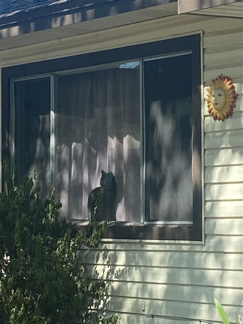 Guard cat : r/cats