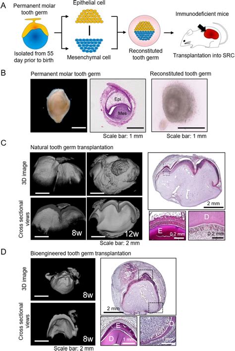 Practical Whole Tooth Restoration Utilizing Autologous Bioengineered