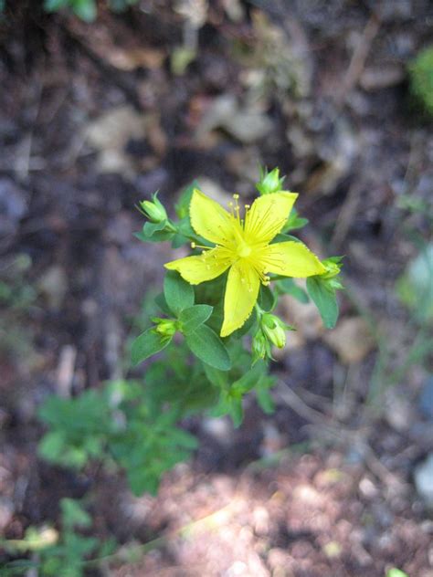 Common St Johns Wort Ssisc