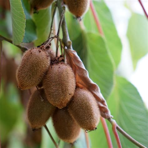 Kiwi femelle Kiwi Wonder Actinidia deliciosa à chair jaune et cœur rouge