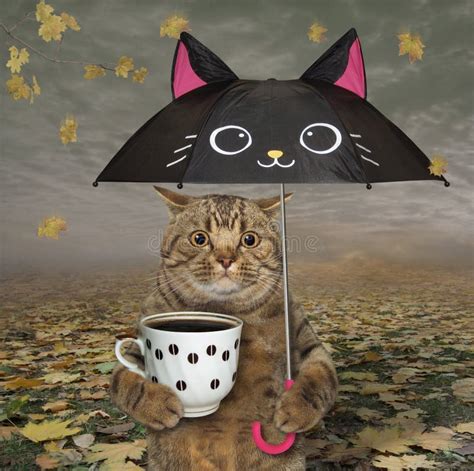 Cat Under Black Umbrella In Park Stock Image Image Of Holiday Black