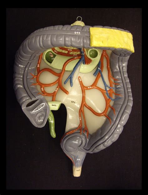 Anatomy And Physiology II Lab Midterm Practical Large Intestine