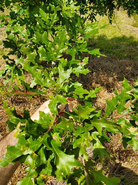 Overcup Oak The Best Native Landscape Tree Youve Never Seen