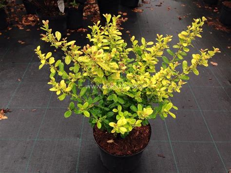 Ostrokrzew Karbowanolistny Golden Gem Ilex Crenata Golden Gem L