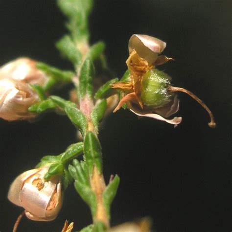 Calluna vulgaris (heather): Go Botany