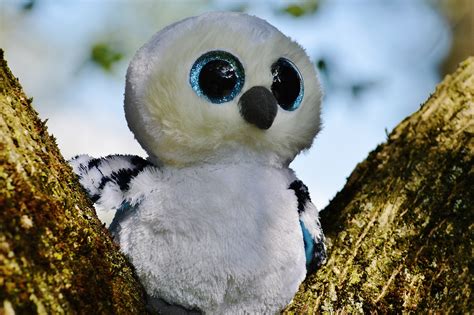 Snowy Owls With Blue Eyes