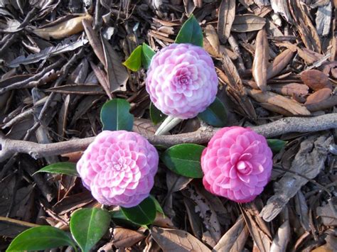 Camellia Japonica Virginia Franco Rosea Royal Botanic Garden Sydney