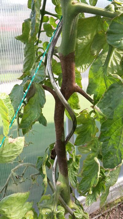 Stem Rot Of Tomato Pests And Diseases