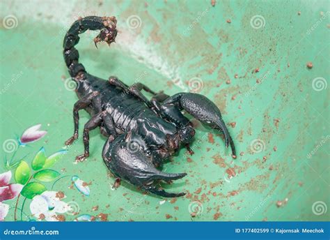 Green Scorpion Large Body in the Basin Stock Image - Image of body ...